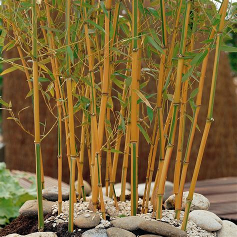 le   benefits  bamboo plant