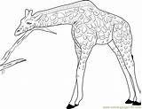 Coloring Giraffe Pages Relaxing Realistic Giraffes Color Adults Face Getcolorings Getdrawings Printable Coloringpages101 sketch template