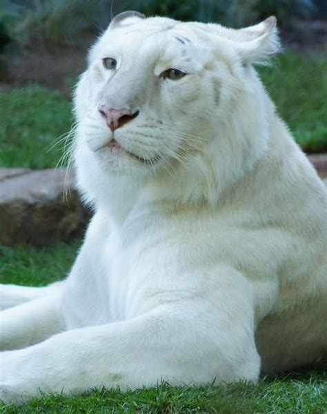 I Big Cats Beautiful White Tiger ~by Holly Heckman