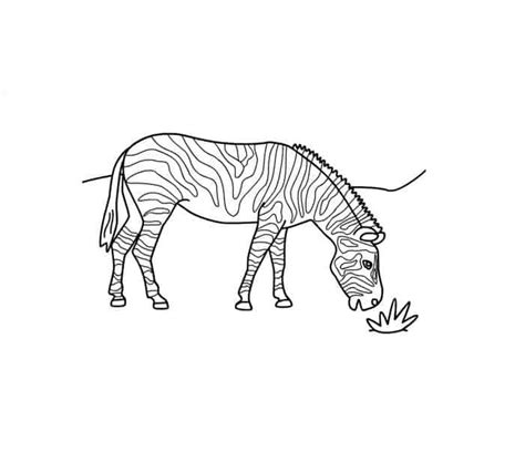 zebra coloring pages  printable zebra coloring pages animal