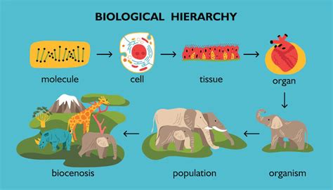 definition  biology biology ki definitiondefine biology
