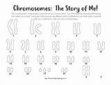 Karyotype Coloring Syndrome Down Male Sheets Female sketch template