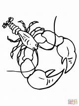 Chele Crayfish Gambero Crawdad Dolce Disegnare Aragosta Impressionante Grosse Lacus Clipartmag sketch template