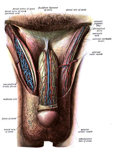 ligament penis teen porn tubes