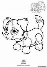 Coloring Collie Border Pages Dog Pet Parade Cute Color Print Printable Info Getcolorings Book Coloriage Getdrawings sketch template