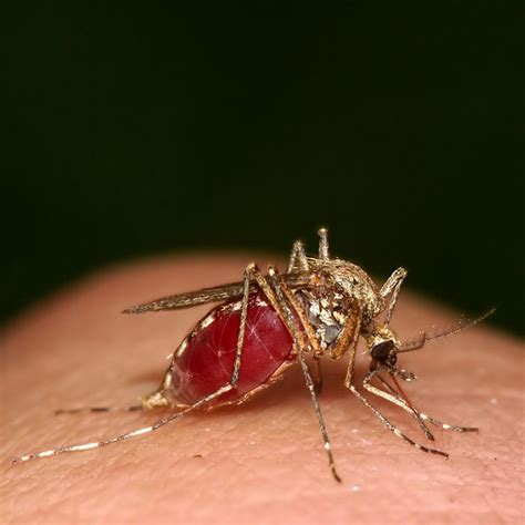 mosquito full  ivanantolic  deviantart