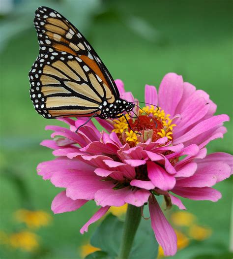 flowers  attract monarch butterflies growing organic