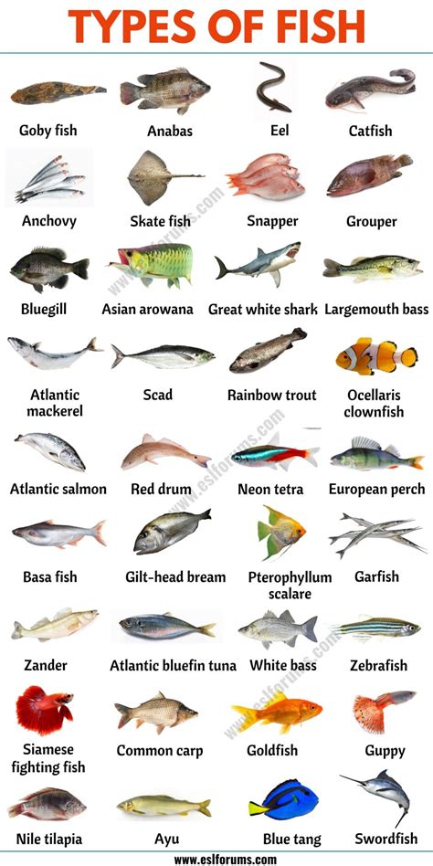 types  fish list   types  fish     world esl forums