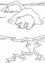 Ijsbeer Bear Polar Coloring Pages Choose Board Kleurprent sketch template