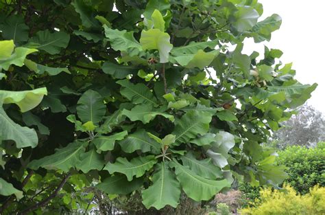 tropical  big leaf magnolia  grows  hugh conlon horticulturalist