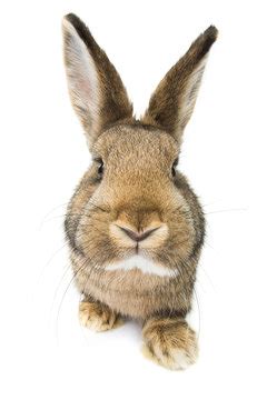 rabbit face images stock  vectors adobe stock