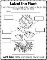 Plant Worksheet Parts Worksheets Plants Labeling Simple Grade Science Kindergarten Clipart Blank Kids Flower Life Cycle Seed Different Activities Diagram sketch template