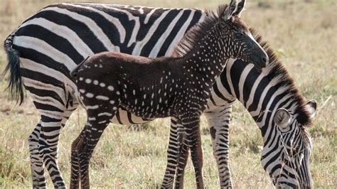 zebras   born  stripes whats   article