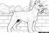 Schnauzer Coloring Pages Dog Yuckles Adult Printable Dogs sketch template