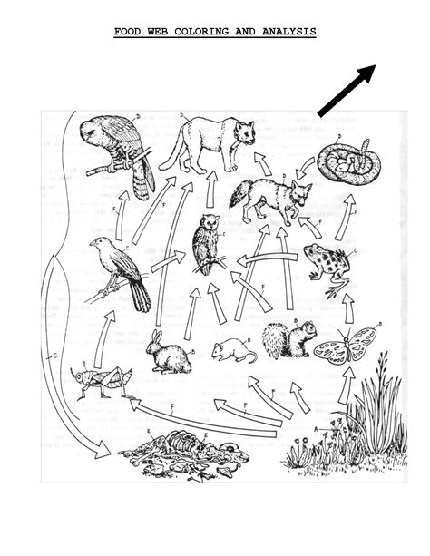 food chain colouring pages sketch coloring page