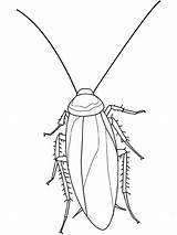 Cockroach Coloring Mosquito Insect Pages Getcolorings Pa sketch template