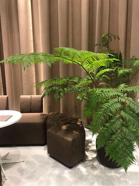 fern foliage   design sff furnituredesign interiordesign
