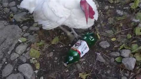 Crazy Drunk Turkey Youtube