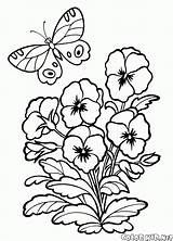 Pansy Coloring Colorkid Pages Flowers sketch template