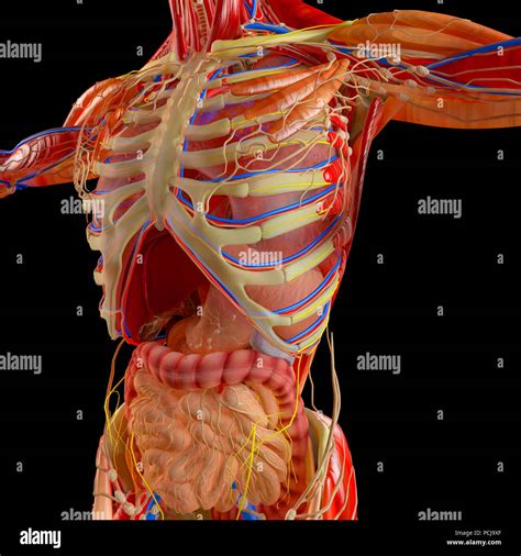 anatomie des menschen organe