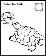 Turtle Box Eastern Coloring Clipart State Colouring Carolina North Reptile Clipground Popular Kids Color sketch template