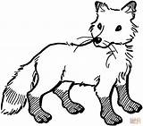 Fox Coloring Pages Red Printable Kids Foxes Color Print Cartoon Colouring Arctic Tip Tail Drawings Animal Book Google Getcolorings Templates sketch template
