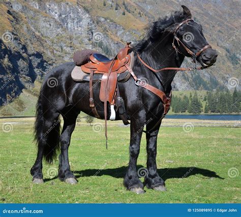 black horse  saddle  mountains  lake stock image image