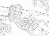 Coloring Pages Anaconda Yellow Python Snake Realistic Drawing Color Printable Burmese Sketch Para Colorir Sucuri Desenho Clipart Cobra Colouring Snakes sketch template