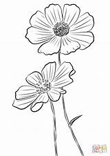 Cosmos Coloring Pages Drawing Bipinnatus Flower Flowers Printable sketch template