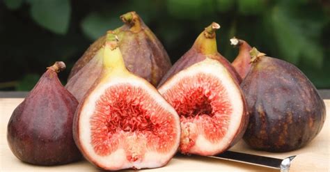 beneficios  figo   serve  propriedades