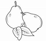Pears Coloring Pear Two Pages Printable Drawing Sheet Color sketch template