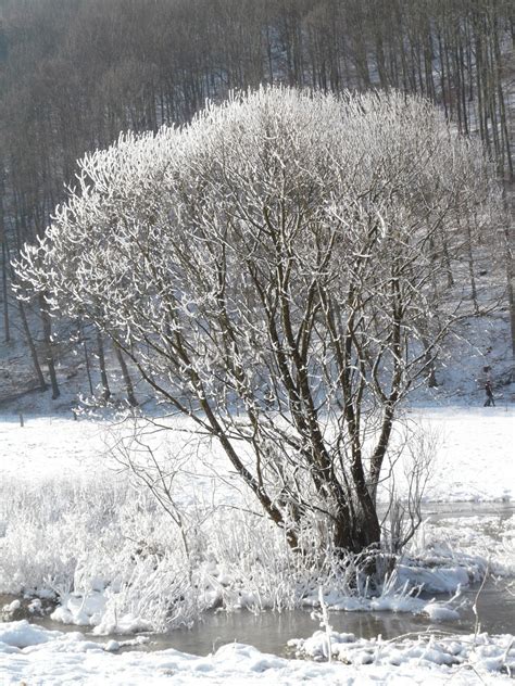 gratis afbeeldingen boom tak vorst ijs weer seizoen winters