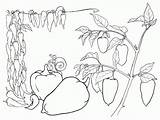 Pepper Coloring Pages Vegetables Plants Bulgarian Colorkid Colorator Coloringtop sketch template
