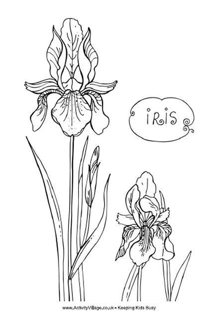 iris coloring pages  printable flower coloring pages flower