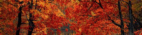 fall leaves  linkedin header images