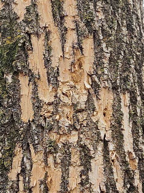 ash tree losing bark plantdoc
