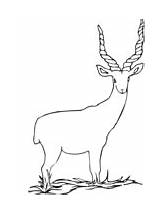 Coloring Addax Antelope sketch template