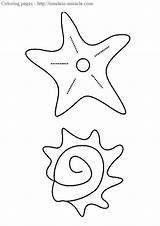 Desenho Ausmalen Concha Estrela Muschel Marinha Seestern Ausmalbild Farben Hellokids 6th Conchas Starfish sketch template