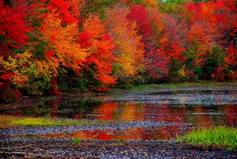 photo fall colors color fall leaves   jooinn