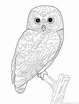 Owl Coloring Barn Printable Getcolorings sketch template