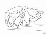 Anteater sketch template