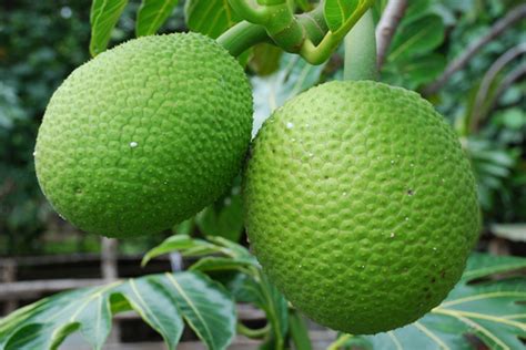 health benefits  breadfruits