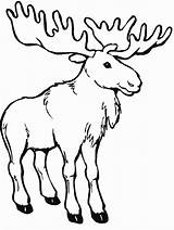 Moose Coloring Pages Printable Animal sketch template