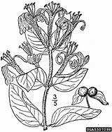 Honeysuckle Lonicera Japonica Caprifoliaceae Usda Nrcs sketch template