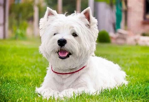 beautiful breeds  white dogs pets feed