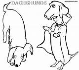 Coloring Dachshund Pages Dog Bichon Printable Frise Wiener Stencil Silhouette Getdrawings Weiner Getcolorings Rescue Paris Colorings Dogs Color sketch template