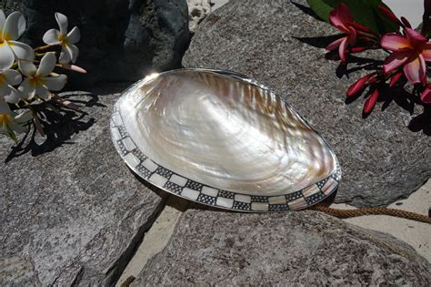 silver footed cabebe    buy shells  shell paradise