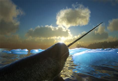 narwhal additional creatures wiki fandom