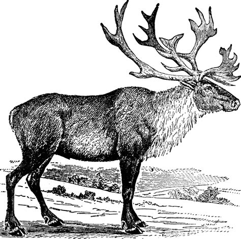 caribou clipart