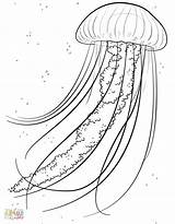 Medusa Jellyfish Meduse Disegno Disegnidacolorare Mermaid Ius sketch template